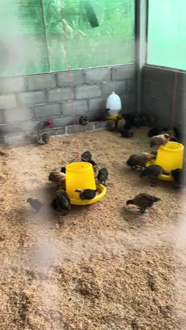 สนใจไก่ดำสักตัว สองตัวไหมค้าบบ🥰🥰เลี้ยงแบบกึ่งธรรมชาติ  #ไก่ดำภูพาน #ไก่ดำยูนาน #ฝาง #เชียงใหม่ #ทรัพย์ปัญญาฟาร์มไก่ดำ 