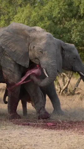 A truly unique sighting as we left Dulini Moya, to find an Elephant cow that had just given birth, feeding on the afterbirth. The mother consumed the placenta to reclaim valuable minerals and nutrients she had lost during the laborious birthing process. The placenta is a precious source of sustenance, rich in iron, calcium, and other essential minerals, helping the mother replenish her strength after giving birth to a calf weighing close on a 100 kilograms. In the video you can see her thrashing it against her body and using her feet to break it down, making it easier to eat.  A remarkable sighting! Welcome to the world little one. 🎥 Riaan Botha #dulini 