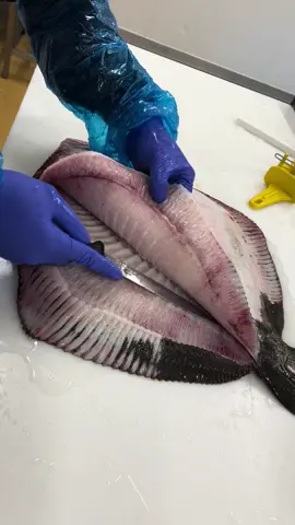 Turbo un des meilleurs poisson du monde          Poisson #pourtoi#foryou#foryoupage#saumon#salmon