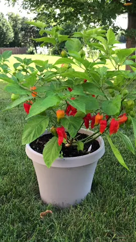 Pepper Spotlight. Super hot pepper. Ghost pepper. #Gardening #GardeningFrugal #GardeningTok #VegetableGardening #GardeningTikTok 