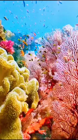 Thế giới dưới đáy biển thật kỳ diệu, cảm nhận hơi thở và vẻ đẹp của thiên nhiên#Phong cảnh#Thế giới dưới đáy biển tuyệt đẹp