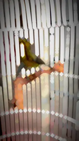 Phần 18 / 5 màu bụng trắng non lên 2 mùa tuổi #Vietnamtoiyeu #chimhutmat #chimhutmat5mau #chimcanhvietnam #chimcanh #hutmat5maubungtrang 