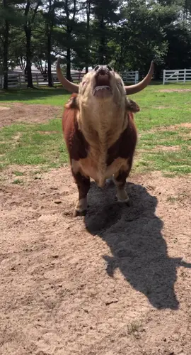 #angrycow #bigboy #fluffy #hylandcows #moo 