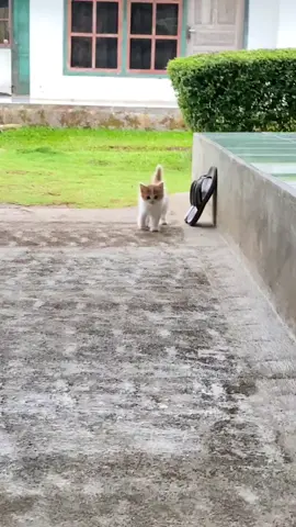 #sound #viraltiktok #kucinglucu #kuntibogel 