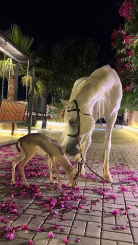 من يعشق الخيل ملزومن يحني🎼#خيل_وخياله🐎 #خيل #من_يعشق #fyp #اكسبلورexplore 