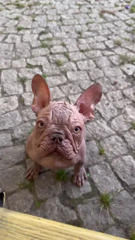 Hairless french bulldog female.Available! #французскийбульдог #frenchbulldog #французскийбульдогщенок #французскийбульдог❤️ #щенки #hairlessbulldog #hairlessdog 