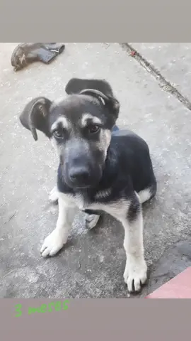 #dog #perros #perrosfelices #chile🇨🇱  #dogsofinstagram 