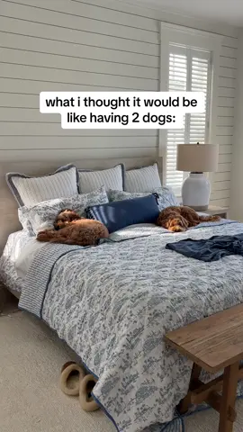 straight for the tail 😂😂 #fyp #PetsOfTikTok #minigoldendoodle #australianlabradoodle 