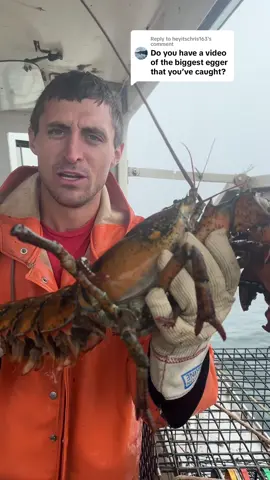 Replying to @heyitschris163 This is not the biggest we have caught. But its one of the biggest. We don’t catch many lobsters larger than this. #maine #fishing #commercialfishing #lobster #interesting #seafood #ocean #lobstertok #fy #lobsterfishing #sustainable #DidYouKnow #educate #education 