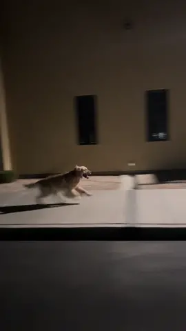 Tub gets the absolute most out of his night runs, and with great form! Just wait until you see Blue. #goldenretriever #tub #goldenbros #blue 