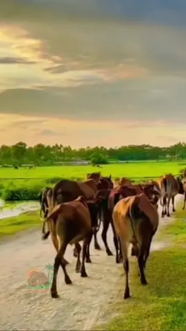 អនុស្សាវរីយ៌ កាលនៅក្មេងឃ្វលគោ #calmmusic #countryside #country #rurallife #វាលស្រែ #ស្រុកស្រែ #ឃ្វាលគោ #ខ្លុយ #សំលេងខ្លុយ #nature 