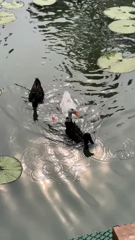 When in Naic Cavite 🦢🏰#torresfarmandresort #tarasasouth #qualitytime #fyp #fypage 