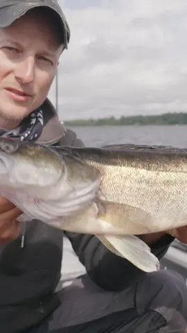 Nicht loslassen 💪    #zeckfishing #zander1x1 #kiemengriff