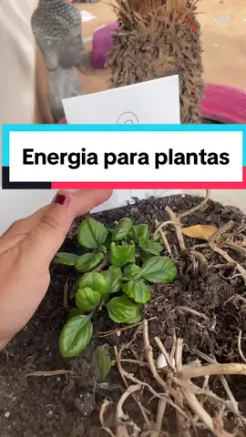 Cuentame que ha ocurrido en unos dias ☺️ #pleyadiano #simbolo #reiki #plantas #energia 