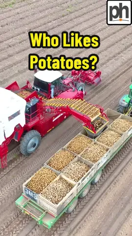 Who likes their potatoes? Here we have the team at Thoresby Farming harvesting the great baking potato using the Grimme Varitron 220 platinum #harvest2023 #potato #britishfarming #farmtok