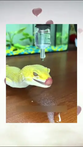 This is why Geckos are waterproof 😎🦎 #geckos #pet #animals #fyp #foryou #trending 