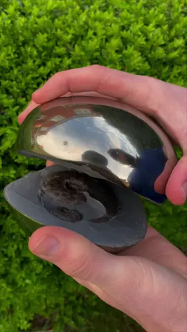 Here’s an ammonite rock that we found amongst the stones and opened up with our trusty hammer 🏝🌊 Inside, some stunning ammonites from the Jurassic 😍🦑 These ammonites is around 185 Million Years Old 💀  If you’d like an ammonite rock to crack open, please message us directly @yorkshire.fossils or visit our website Yorkshirefossils.NET 🦕 For more videos, check out our YouTube channel Yorkshire Fossils 🏝 Thanks for supporting our page! 🐊 #natural #nature #fossil #fossils #ancient #animals #art #ammonite #ammonites #dinosaur #scientist  #minerals #paleontology #whitby #geologist #dorset #geology #charmouth #jurassic #yorkshire #fyp 