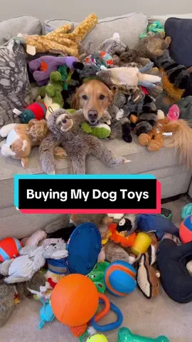 Teddy says you can never have enough toys… #dog #goldenretriever #dogsoftiktok 