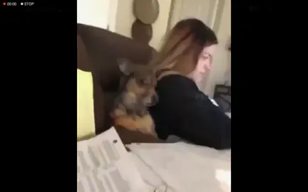 #كلب_مصدوم #رياكشنات 