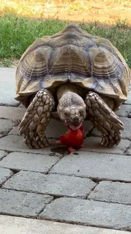 🐢 