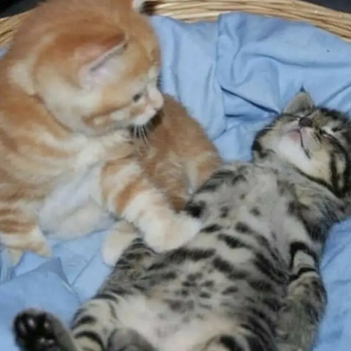 Me #foryou #paratii #gato #fypシ #viral #cat #paratiii #foryoupage #parati #cute #kittys #fypシ゚viral 
