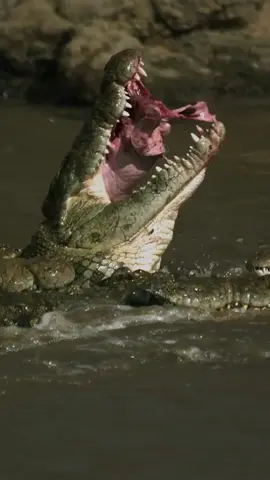 Nile crocodiles are the ultimate ambush predators. Stealthy camouflage skills and a blisteringly quick strike help these prehistoric hunters take down large prey. Once a victim has fallen into the trap, a powerful bite force and sharp, cone-shaped teeth make breaking free from their grip almost impossible. ⁣⁣ ⁣ Get your fill of crocodiles and more on Earth Touch TV (now also available on Samsung TV Plus in the UK – link in the bio for more).⁣⁣ ⁣ #crocodile #croc #africanwildlife #wildlife #nature #reptiles #live_love_wildlife #animals #natureaddict #naturephotography #wildlifeconservation #EarthTouchTV #wildlifedocumentaries #naturedocumentaries #wildanimals⁣⁣
