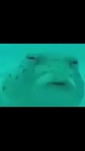 #viral #mem #чезахуйняблять 