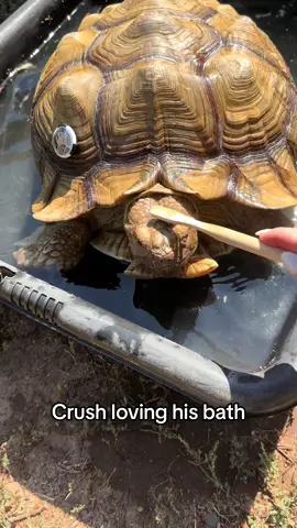 Better than any dog ive ever had 🖤🐢🐢🐢🐢🐢🐢🐢🐢🐢🐢🐢🐢 #fy #fyp #tortoise #PetsOfTikTok #crush 
