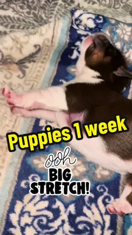 They are one week old today! #fyp #puppy #birthday #Love #adorable #cute #dopamine 