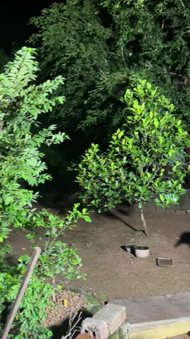 Test thử đèn LED pha cốc 300w #xuhuong #denled #khucvuongtinh 