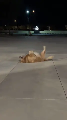 Blue turning on the jets Rocky style #goldenretriever #blue #goldenbros #tub
