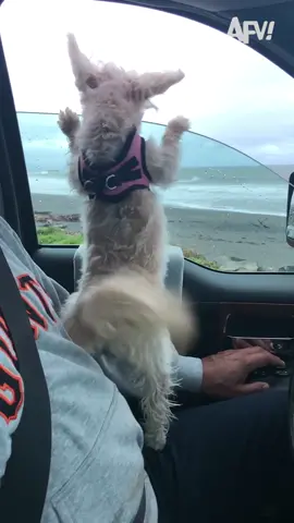 You are the wind beneath my ears 🎵💨 #afv #dog #beach #funnyvideos 