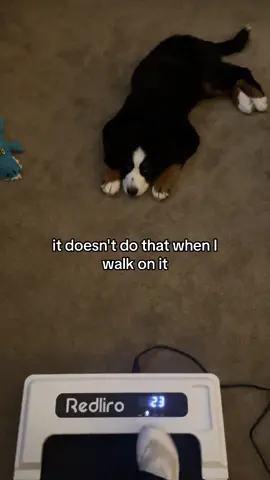 What is mommy doing??? 🚶🏼‍♀️ #confusedpup #walkingpad #wfhwalkingpad #bernesemountaindog #bernerpup #nashtheberner 