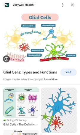 Glial cells #foryoupage #foryou #foryourpage #educational 