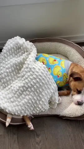 Happy Birthday To Our Little Baby Girl @𝐆𝐢𝐧𝐠𝐞𝐫. Having you a part of our lives has been the best thing we could have asked for. We love you very much our little Leon 🧡