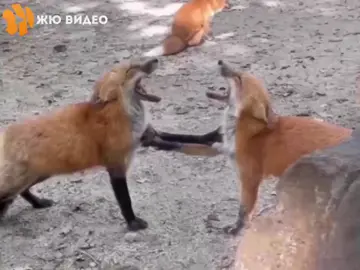 #лисичкисмеются#приколысживотными😂 