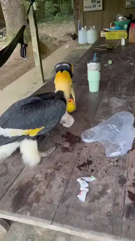 BURUNG ENGGANG INI ADALAH BURUNG KERAMAT BAGI KAMI SUKU DAYAK, DAN SEBAGAI TITISAN DEWA,MARI KITA MENJAGA NYA DARI ORANG YANG INGIN MEMBUAT PUNAH, AGAR KELAK ANAK CUCU KITA BISA MELIHATNYA🙏🏼😊😊 #burungenggang #rangkong#burung#kalimantan#kalimantanbarat#dayakkalimantan #dayakganteng #dayakhebat #fypシ゚viral #masukberanda 