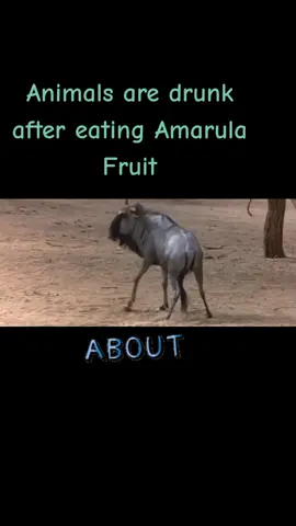 #animaldrunk #amarula #drunkers #ugandatiktokers #nature #viralvideo #wild #crazyanimals #funnyvideos😂 #foryou #animalfights #PetsOfTikTok #animalsoftiktok #darisaudari #dubatiktokers #congotiktok #nigeriantiktok🇳🇬 #kenyantiktok🇰🇪 