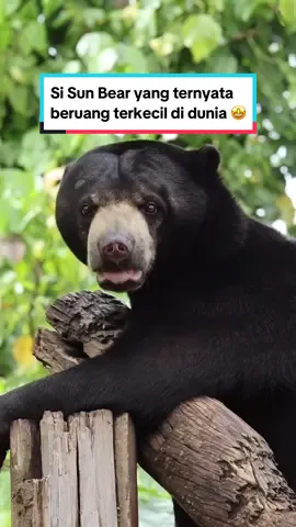 Si Sun Bear yang ternyata beruang terkecil di dunia 🤩 #faktabinatang #SunBear #BeruangMadu #BaliZoo #ExploreBaliZoo 