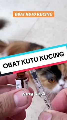 Obat kutu kucing  Tetes kutu kucing detick saah satu obat kutu kucing yang ampuh #obatkutukucing #obatkutukucingampuh #obatteteskutukucing #detick 