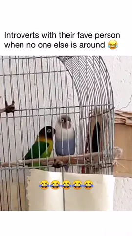 #hitlike #follow #viralvideo #foryoupage #comment #share #parrots #dancing@
