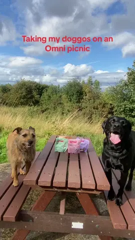 The most wholesome sunny activty - taking your dogs on an Omni #picnicdate 🫶🏼  #foryou #foryoupage #fyp #dog #doggosoftiktok #dogsuk #vegandogtreats #vegandogsarehealthy #tasty #healthyvegandogs #funnydogvideos #sunn #sunnydays #picnic #picnicdate