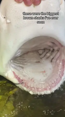 Pt. 1 BIGGEST BROWN SHARKS I’VE EVER SEEN?!? @Bill Ruff12 @GOMEXUS @Beyond Braid #thefishermeng #southshore #fishing #shark #sharkfishing #beachlife #fishingtiktoks #fishtok #fishtolive #fishtoker #fishingtiktok #nysharkfishing #bigsharks #giantsharks #lbsf 