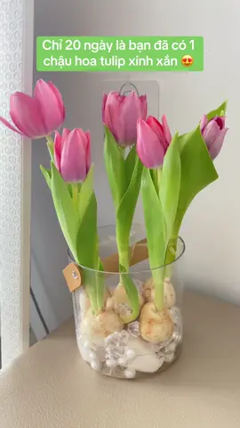 Củ hoa tulip trồng thuỷ canh ra hoa chỉ sau 20 ngày rất đơn giản, củ đầu mùa nên rất đẹp , củ hoa tulip hà lan hàng bao chuẩn cho mọi người nhé #tulip #hoatulip #cutulip 