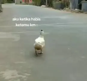 sgt senankkk #i43sm #bebek #fyp #lucu 