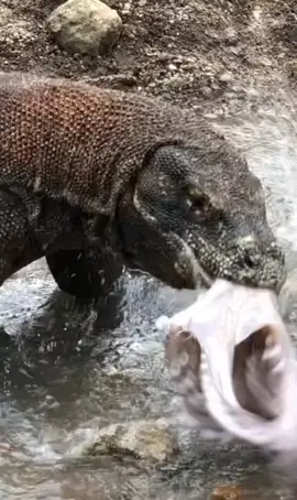 #animals #wildanimals #animalworld #natgeo #thegioidongvat 