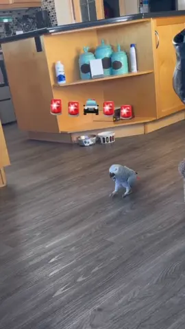 Birds don’t walk but this one does!! 🐦 🚷 #gizmosjourney #gizmothegreybird #africangrey #funnyparrot #gizmo 
