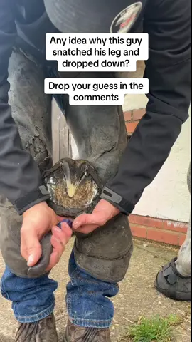 Comment with your best guess and I will reveal all tomorrow 🤗 You might even just enjoy warching me trim this horse who knows 😍 #forfarriersbyfarriers #fyp #fypage #fypシ #viral #farrier #equestrian #farriersoftiktok #horse #oddlysatisfying #asmr #asmrsounds 