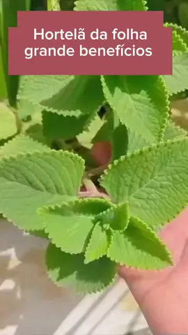#cha #plantas #hortela 