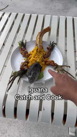 If you liked this Iguana vid you’ll LOVE the long version. You know where to find it! #iguana #catchandcook #invasivespecies 